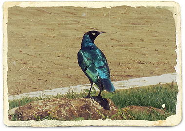 Africa Bird