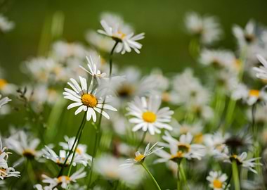 Garden white daisies