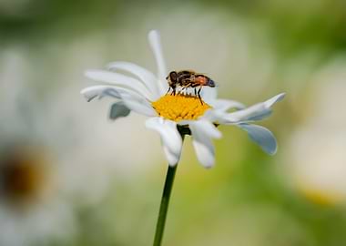 Garden white daisies