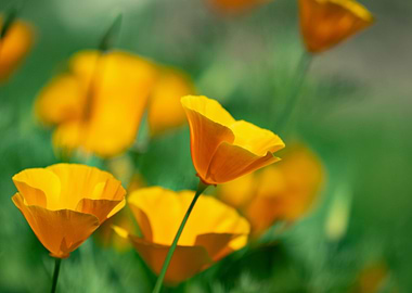 Orange Garden Poppies