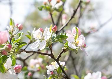 Blooming branch of tree