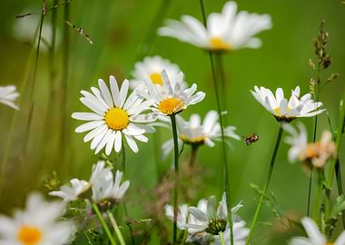 Garden white daisies
