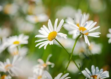 Garden white daisies