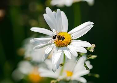 Garden white daisies