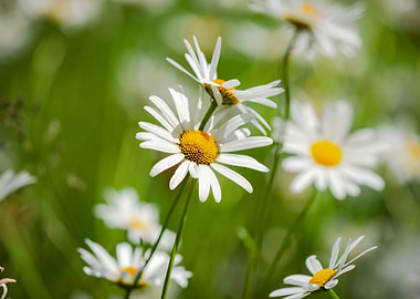 Garden white daisies