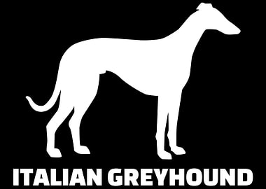Italian Greyhound