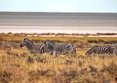 A herd of zebras