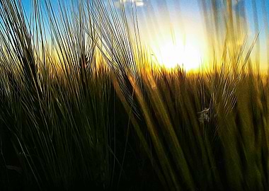 Wheat field at sunset