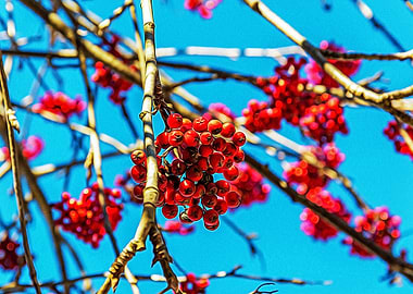 Red berries in the Alps
