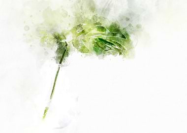 Split leaf philodendrom