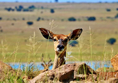 A deer playing peek a boo