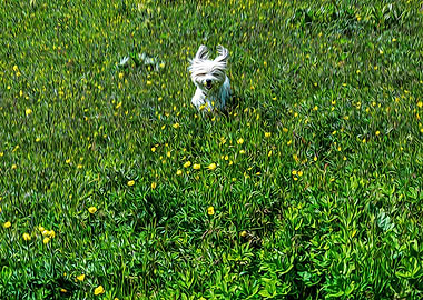 Furry dog jumping on grass