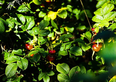 Rosehips