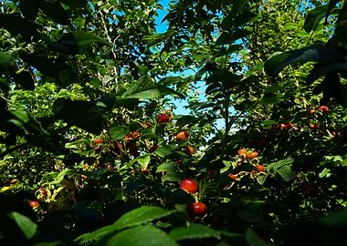 Rosehips