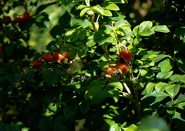 Rosehips