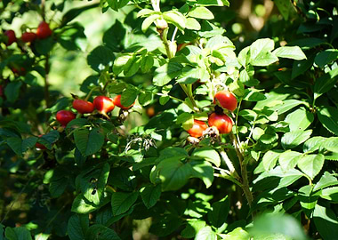 Rosehips