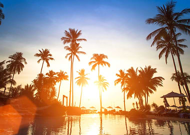 Palms on sunset