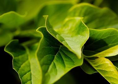 Leaves of Green
