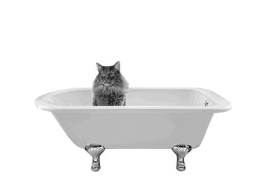 BATH LONG HAIR CAT