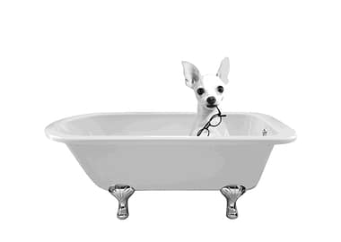 BATHTUB WHITE DOG