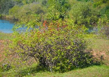 Bush by the water