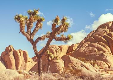 Joshua Landscape