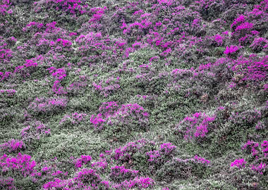 Summer Heather