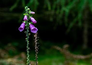 Foxglove
