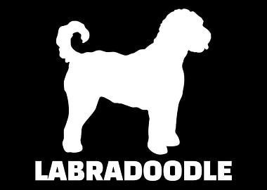 Labradoodle