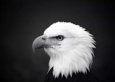 THE HEAD OF BALD EAGLE