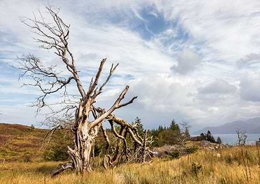 Blue Skies and Old Tree