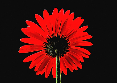 red flower art