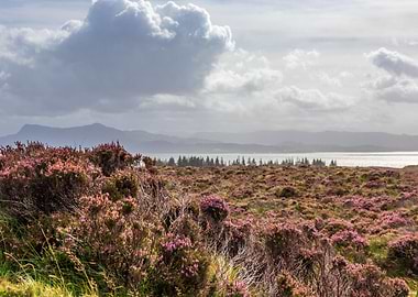 Scottish Heather on Skye