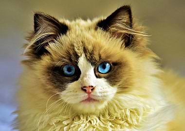 Blue eyed Cat