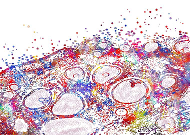 Ovary histology female