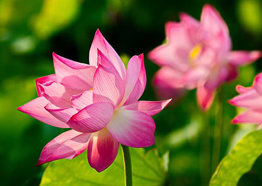 Very nice Lotus flowers