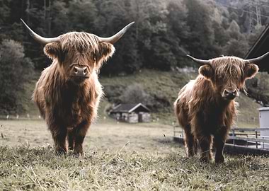 Scottish Highland Cow