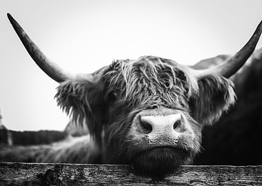 Scottish Highland Cow