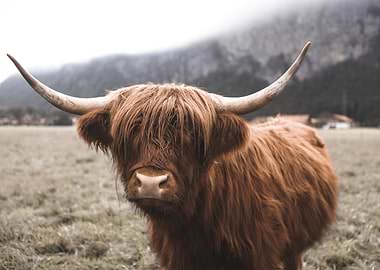 Scottish Highland Cow