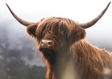 Scottish Highland Cow