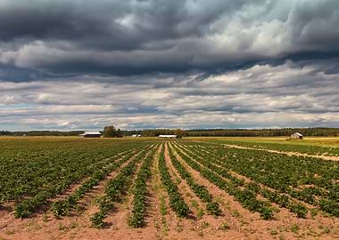 Dark Clouds Over The Field