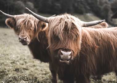 Scottish Highland Cow
