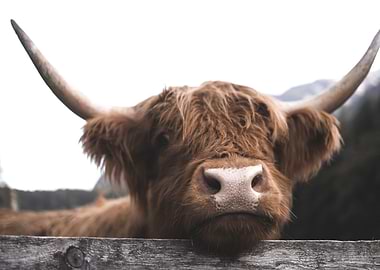 Scottish Highland Cow