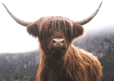 Scottish Highland Cow