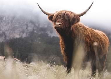 Scottish Highland Cow