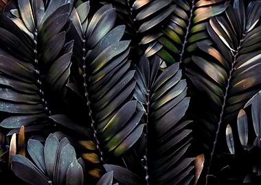 Black Leaves Art Design