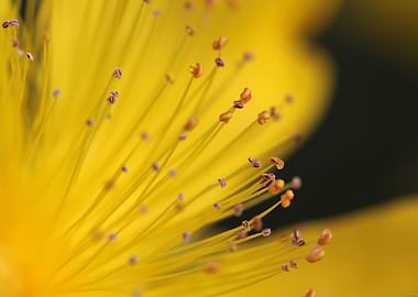 Yellow Petals Macro Floral