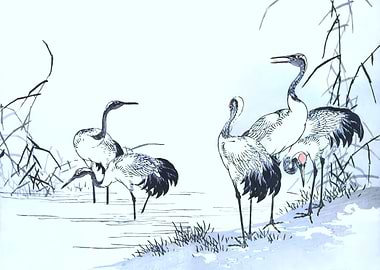 Cranes Standing In Swamp