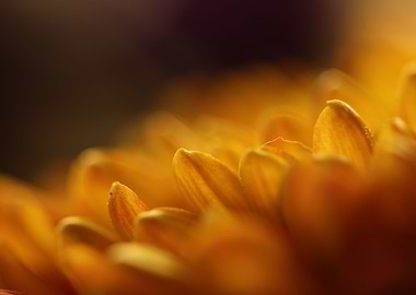 Yellow Gerbera Floral Haze
