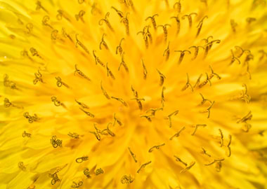 Yellow dandelion closeup